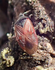 Melanocoris nigricornis