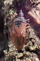 Melanocoris nigricornis