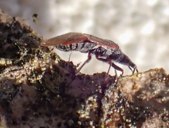 Melanocoris nigricornis