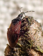 Melanocoris nigricornis