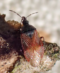 Melanocoris nigricornis