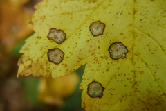 Cristulariella depraedans
