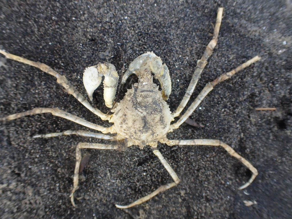 tuberculate pear crab