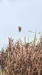 Ondatra zibethicus zibethicus