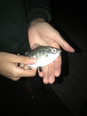 Hyperprosopon argenteum