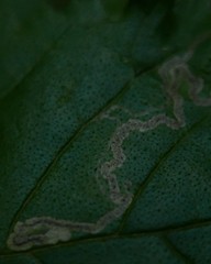 Stigmella lemniscella