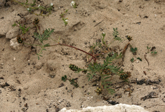 Astragalus didymocarpus didymocarpus