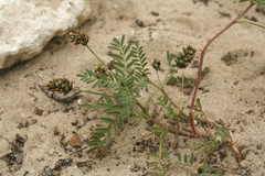Astragalus didymocarpus didymocarpus