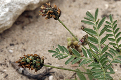 Astragalus didymocarpus didymocarpus