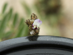 Astragalus didymocarpus didymocarpus