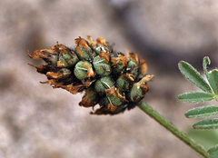 Astragalus didymocarpus didymocarpus