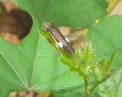 Homalodisca insolita