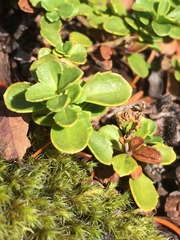 Penstemon davidsonii