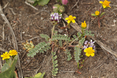 Astragalus didymocarpus didymocarpus