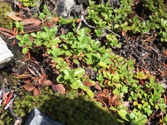 Penstemon davidsonii