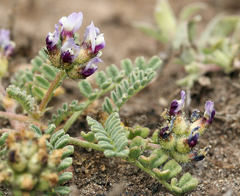 Astragalus didymocarpus didymocarpus