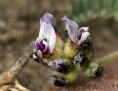 Astragalus didymocarpus didymocarpus