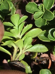 Penstemon davidsonii