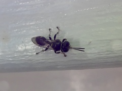 Clitemnestra bipunctata