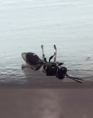 Clitemnestra bipunctata