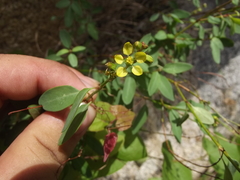 Galphimia angustifolia