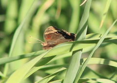 Junonia nigrosuffusa