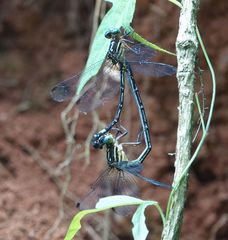 Epigomphus paludosus