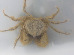 Halicarcinus whitei