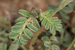 Astragalus didymocarpus didymocarpus