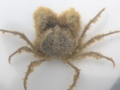 Halicarcinus whitei