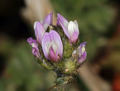 Astragalus didymocarpus didymocarpus