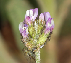 Astragalus didymocarpus didymocarpus