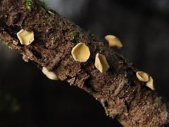 Hymenoscyphus calyculus