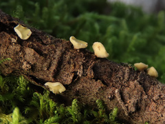 Hymenoscyphus calyculus