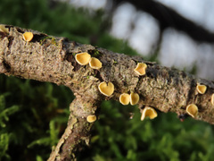 Hymenoscyphus calyculus