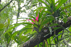 Neoregelia