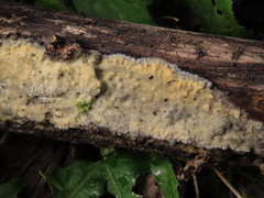 Gloeoporus pannocinctus