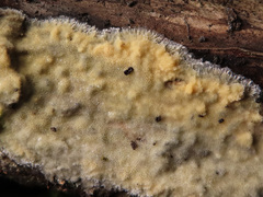 Gloeoporus pannocinctus