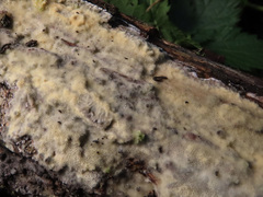 Gloeoporus pannocinctus