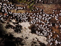 Physarum leucophaeum