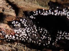 Physarum leucophaeum