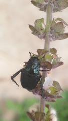 Strigoderma sulcipennis