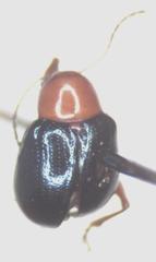 Typophorus mexicanus
