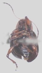 Typophorus mexicanus