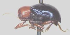Typophorus mexicanus