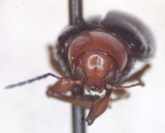 Typophorus mexicanus