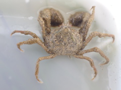Halicarcinus whitei