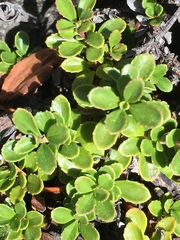Penstemon davidsonii