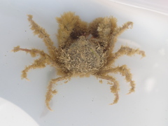 Halicarcinus whitei