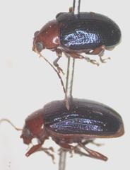 Chalcophana mutabilis